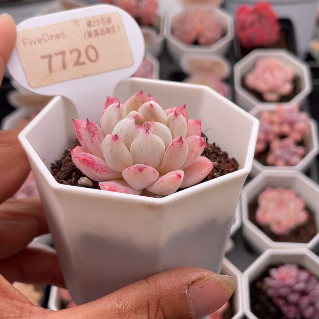 如梦令7720-4.0厘米