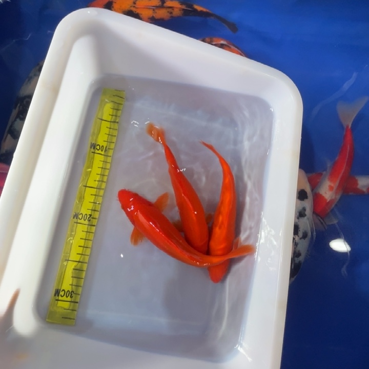 锦鲤锦鲤红白三色
