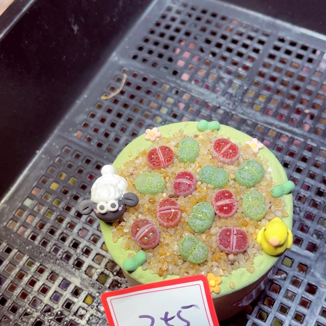 8***惜255生石花带盆发1