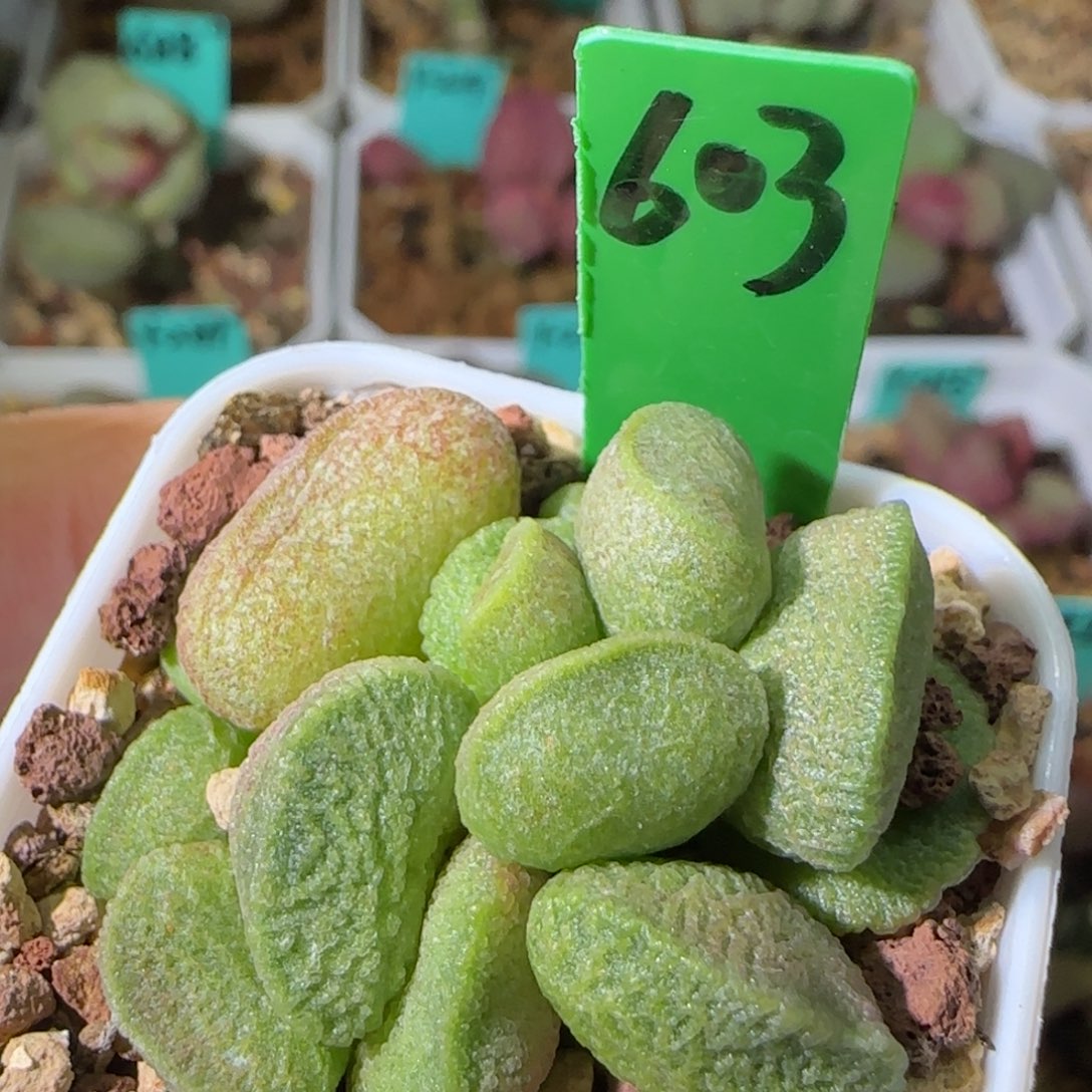 编号603底叶插，四方盆发