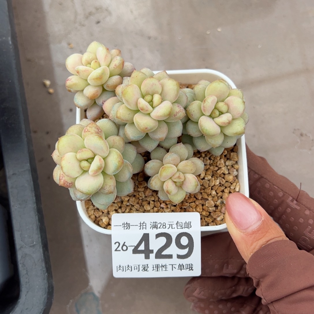 阳光玫瑰多肉多肉多肉多肉多肉