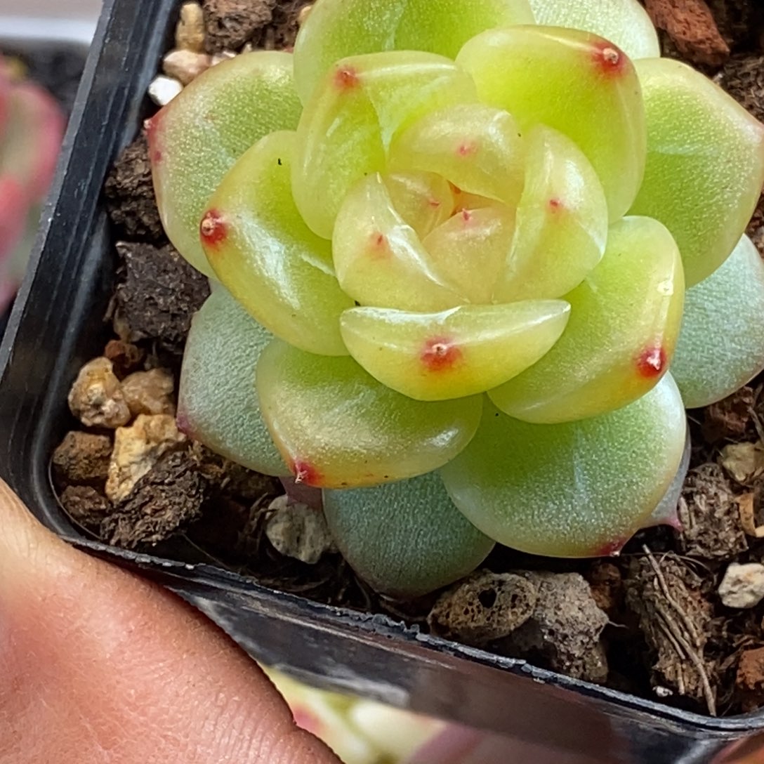 天官赐福百无禁忌