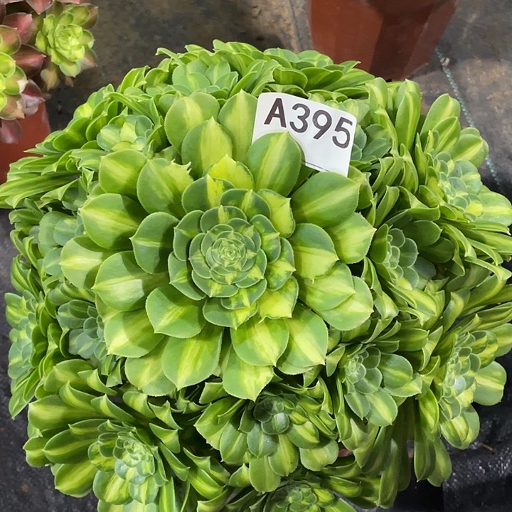 心**成翡翠琉璃多肉法师。  395