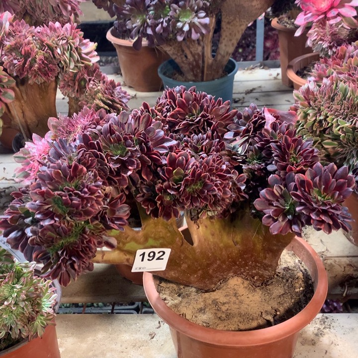 欧嘉莉缀多肉法师