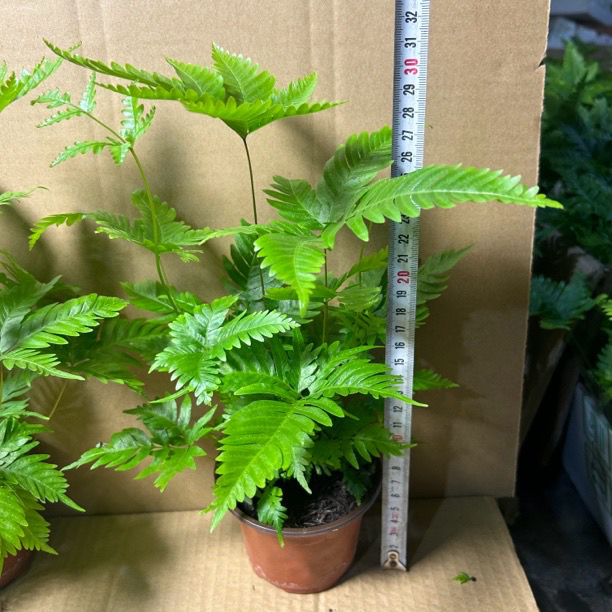 傅氏凤尾蕨耐阴观叶绿植室内好养净化空气新手好养植物盆栽