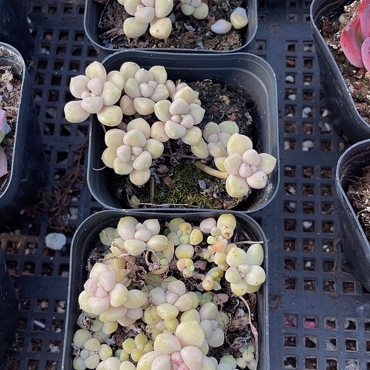 碗也姬秋丽带盆土发