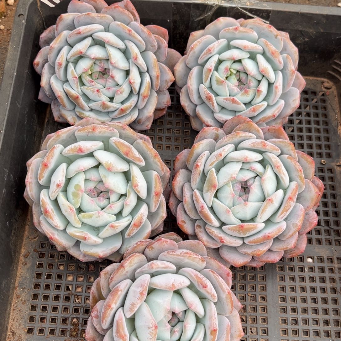 200号新疆西藏内蒙古不包邮的