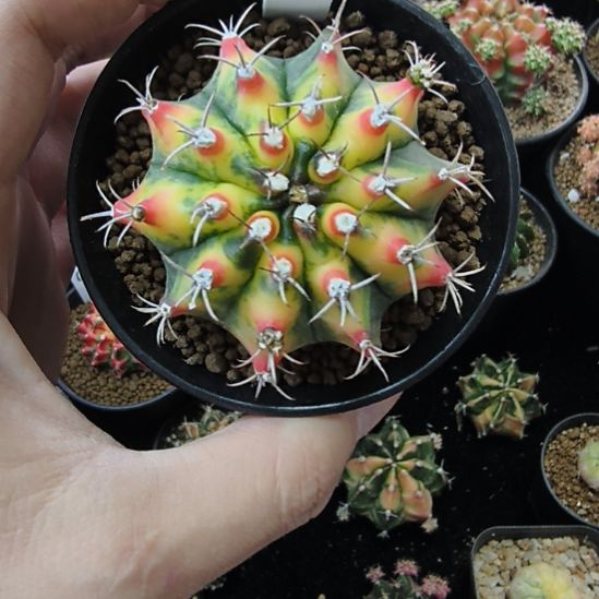 名品侧芽自根带盆土发货