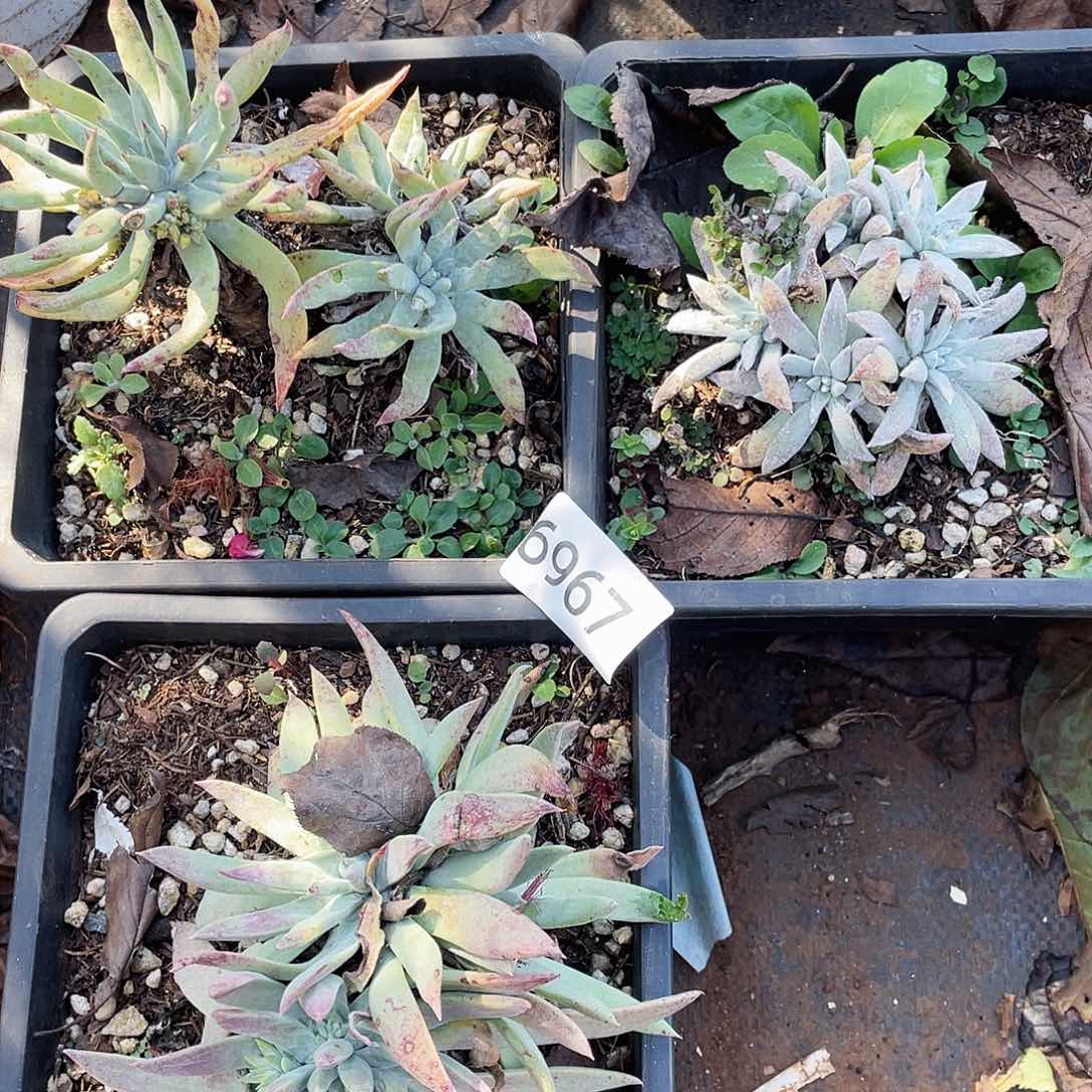 仙女杯多头老桩不售后6967