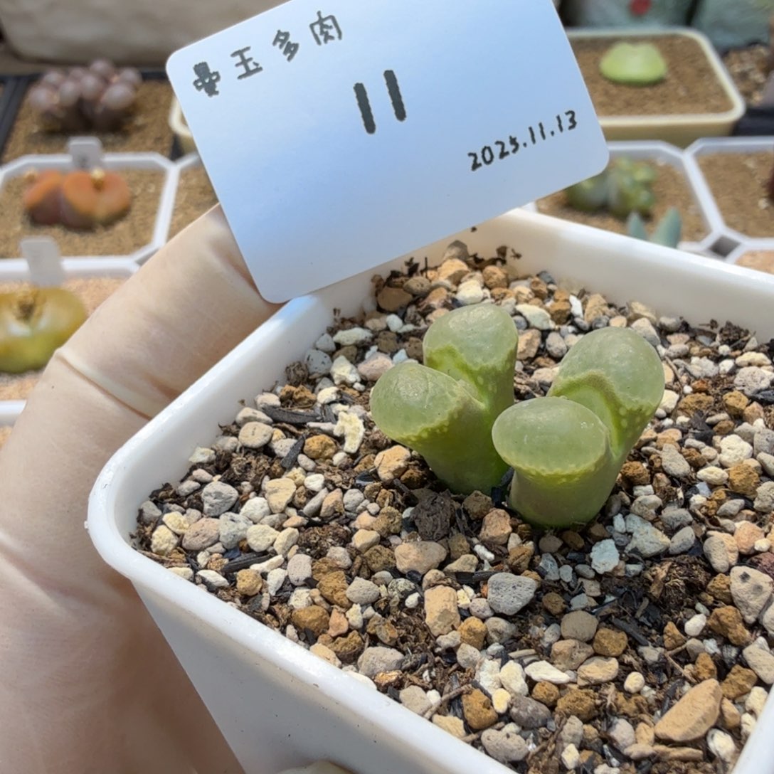 多肉多肉多肉11.13-011 粉樱翻窗1453.9