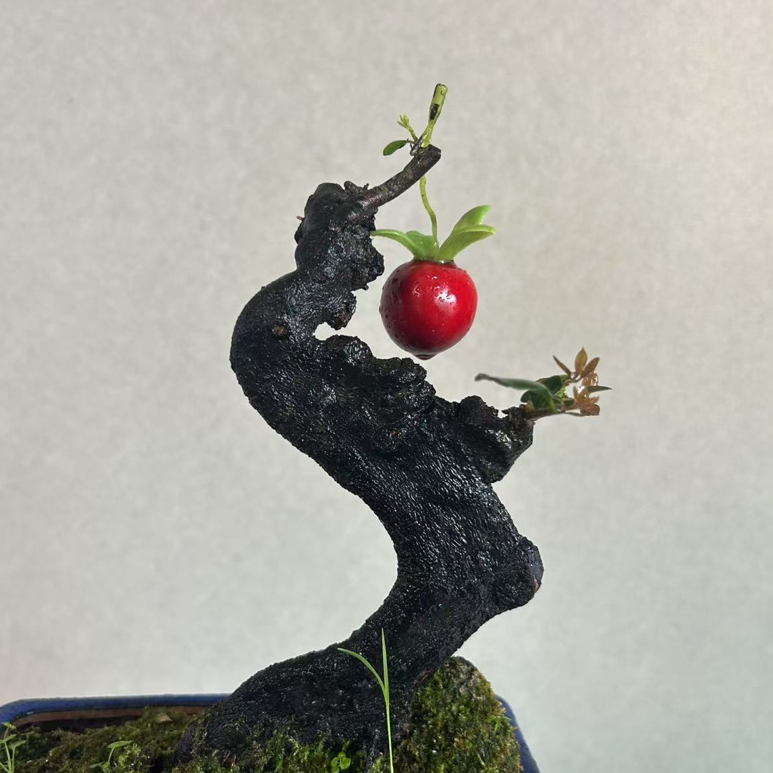 灌木金弹子盆景绿植庭院四季常青开花结果