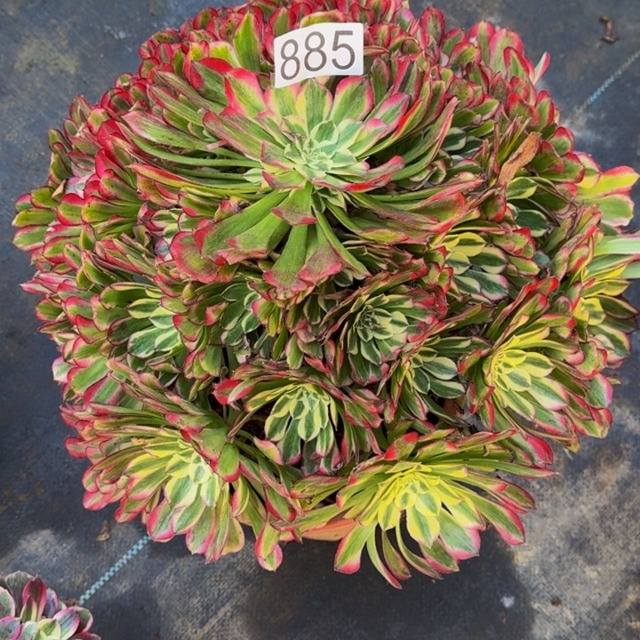 0000000885绿体铜壶