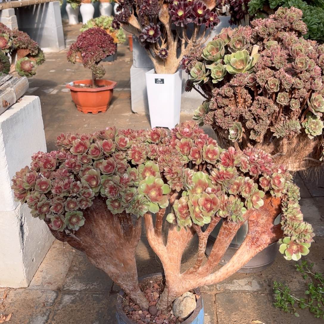 万圣节丛林精品福利