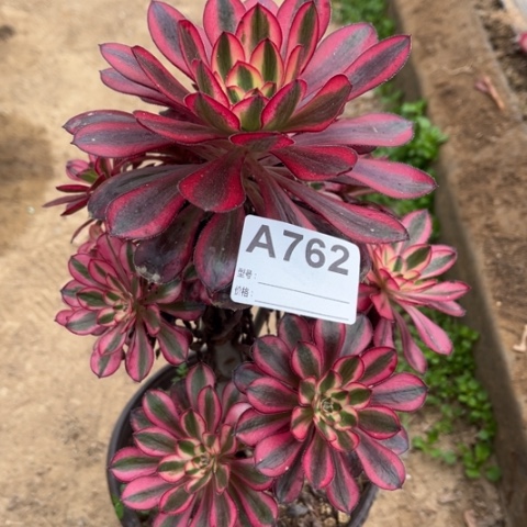 多肉植物香奈儿捧花