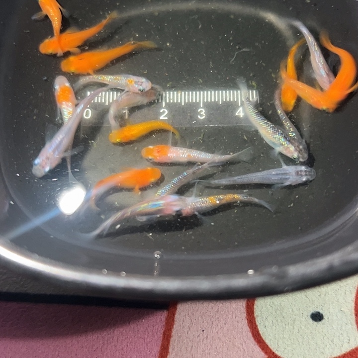 青鳉鱼王华球体星光等