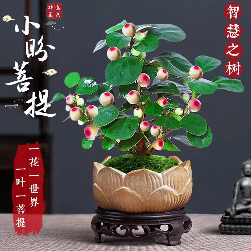 【小盼菩提】树盆栽盆景带果中式植物室内盆景办公室桌面客厅招财绿