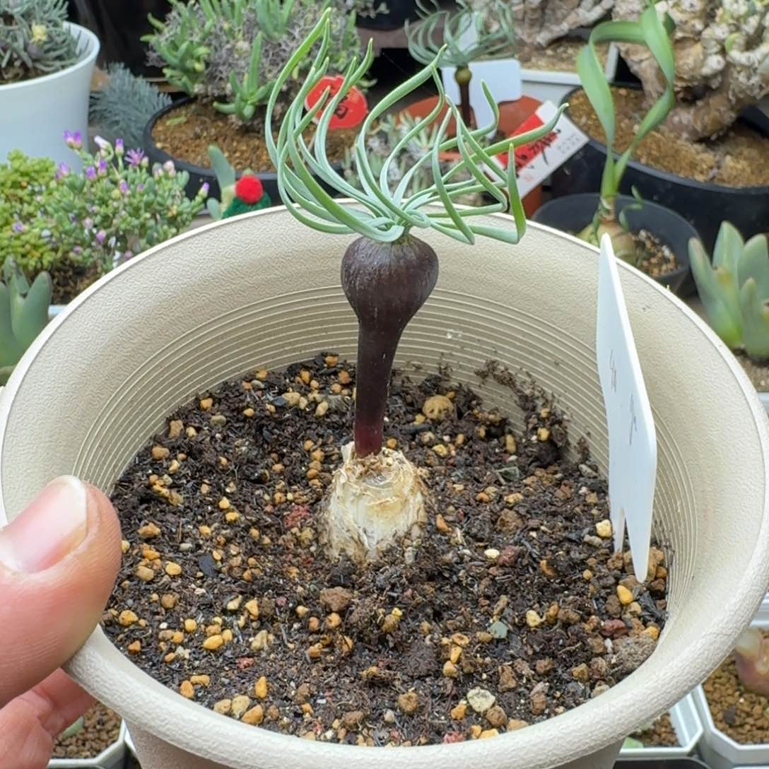 gn弹簧草多肉。