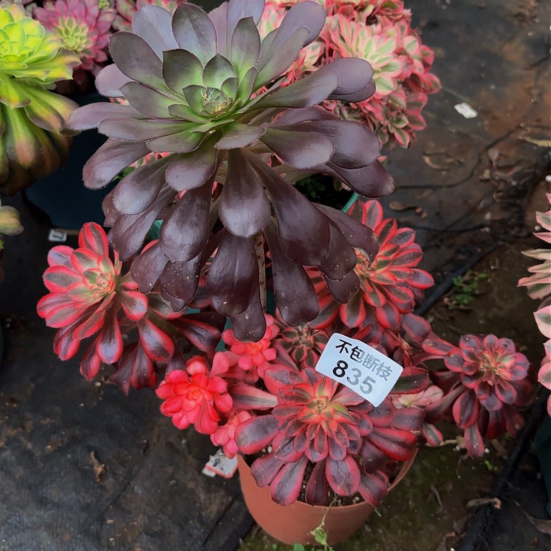 835多肉法师锦1111