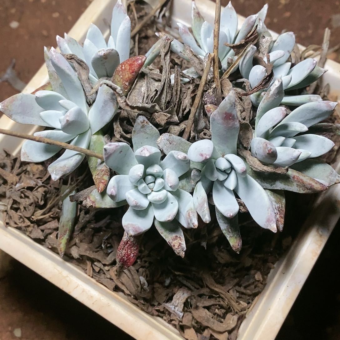 【闪购商品】哈哈哈哈流丹白豪多肉1438