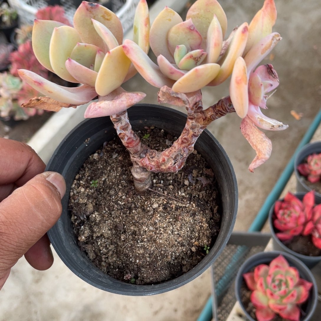 阿***颖2810  白凤  六月六