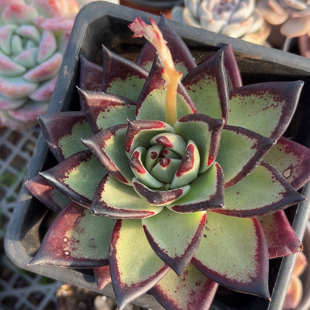 多肉植物多肉植物