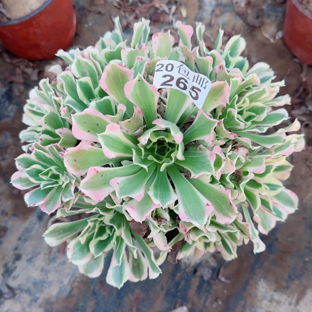 雨花石265满20包邮断枝不包