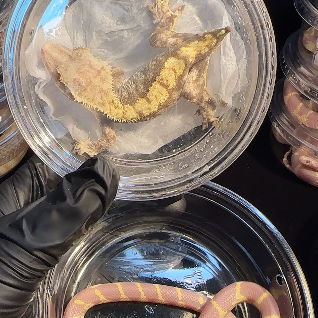 睫角守宫薰衣草王00001