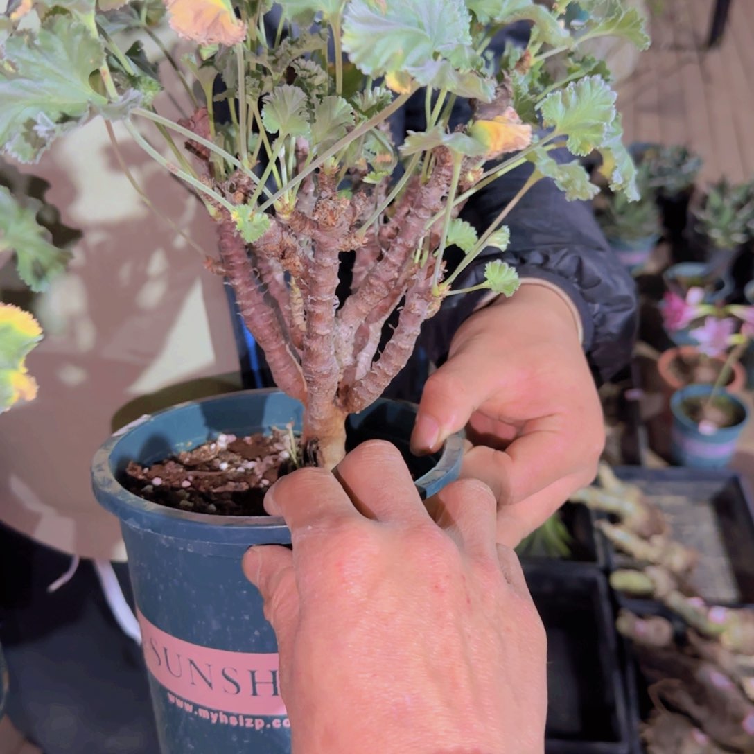 一***五块根植物块根植物块根植物