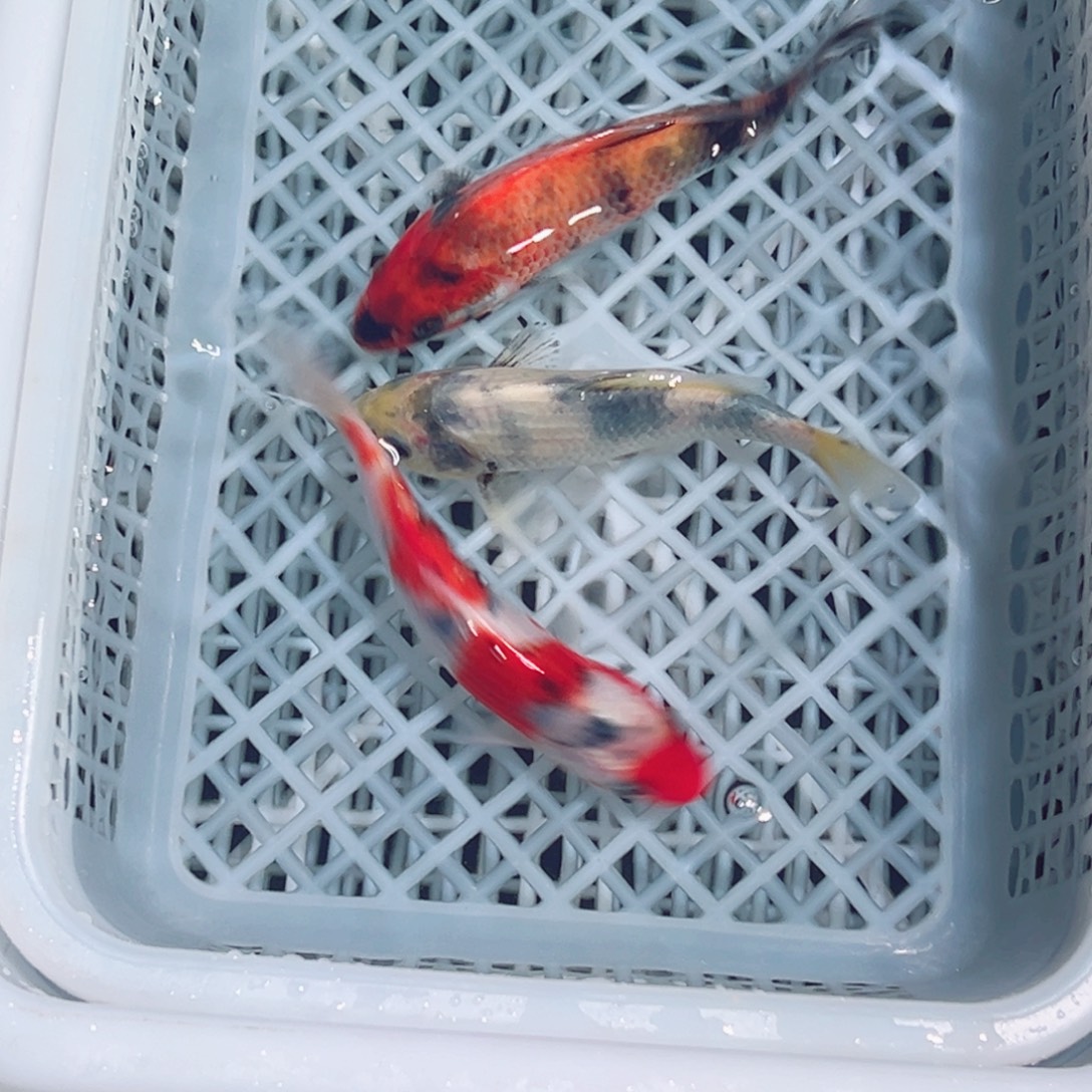 锦鲤锦鲤观赏鱼1111