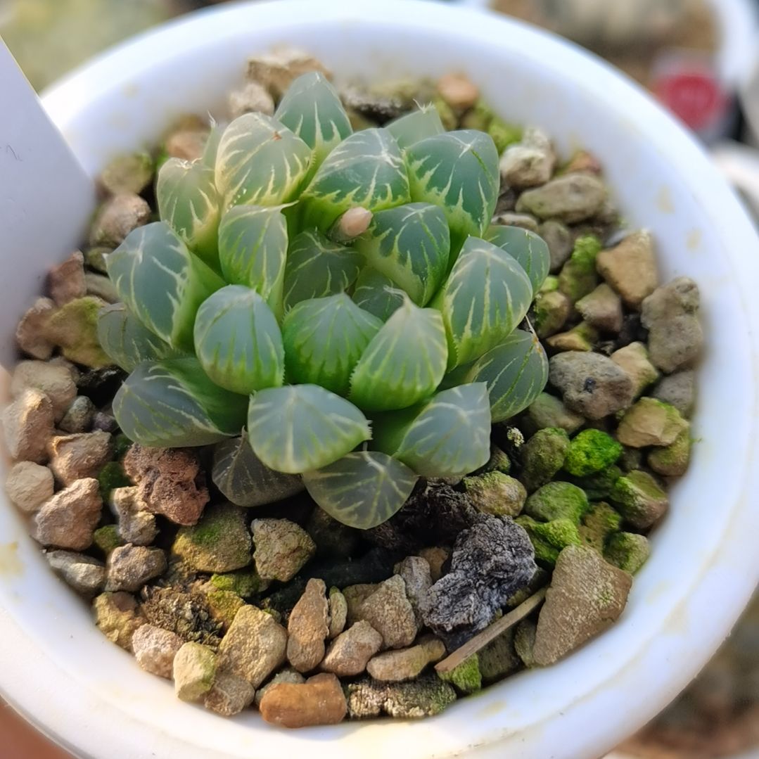 192号霓虹灯糊斑一物一拍带盆土发货