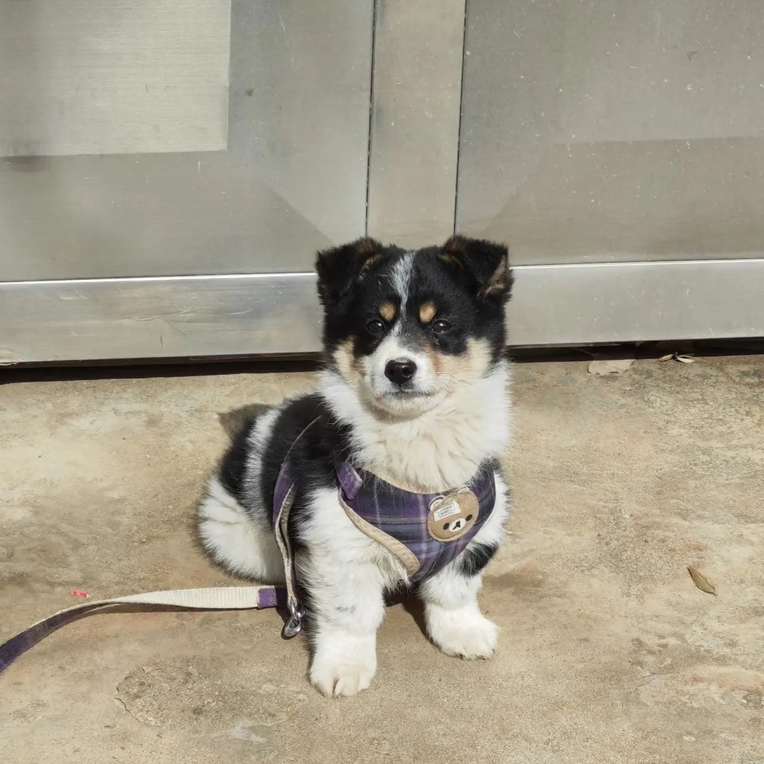 汪汪屋田园犬链接