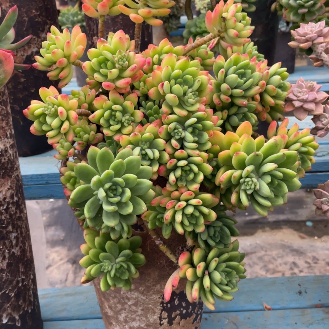 露养老桩春萌加盆物流费自理