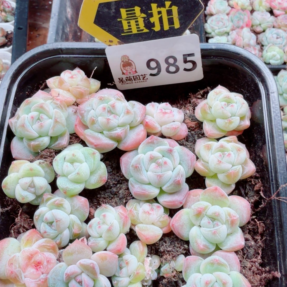 多肉植物多肉植物