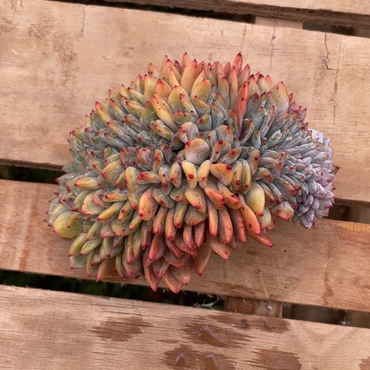 多肉植物、橙梦露缀