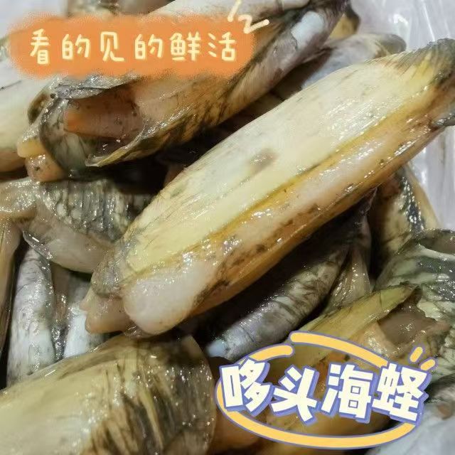 福建特产莆田哆头蛏子3斤