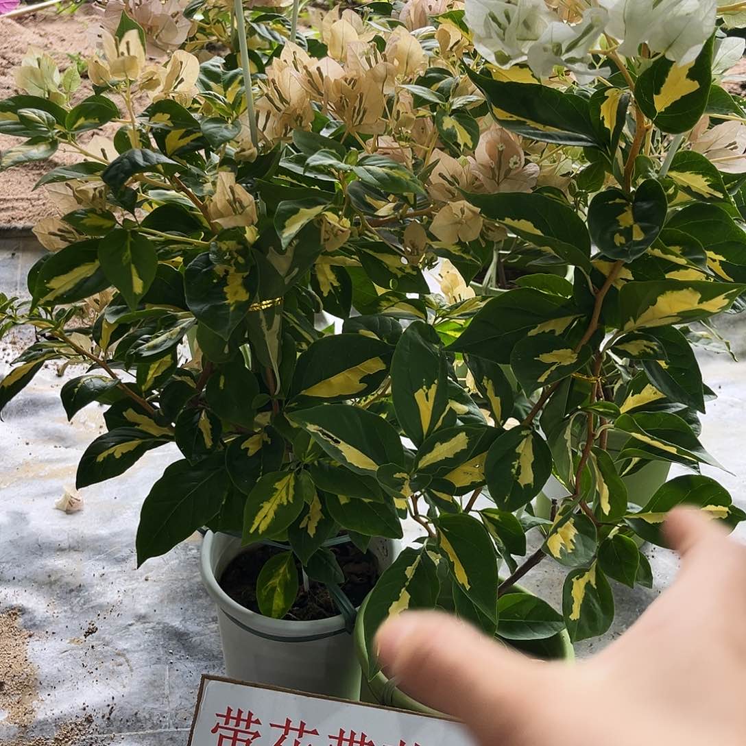 完全开放三角梅黄白