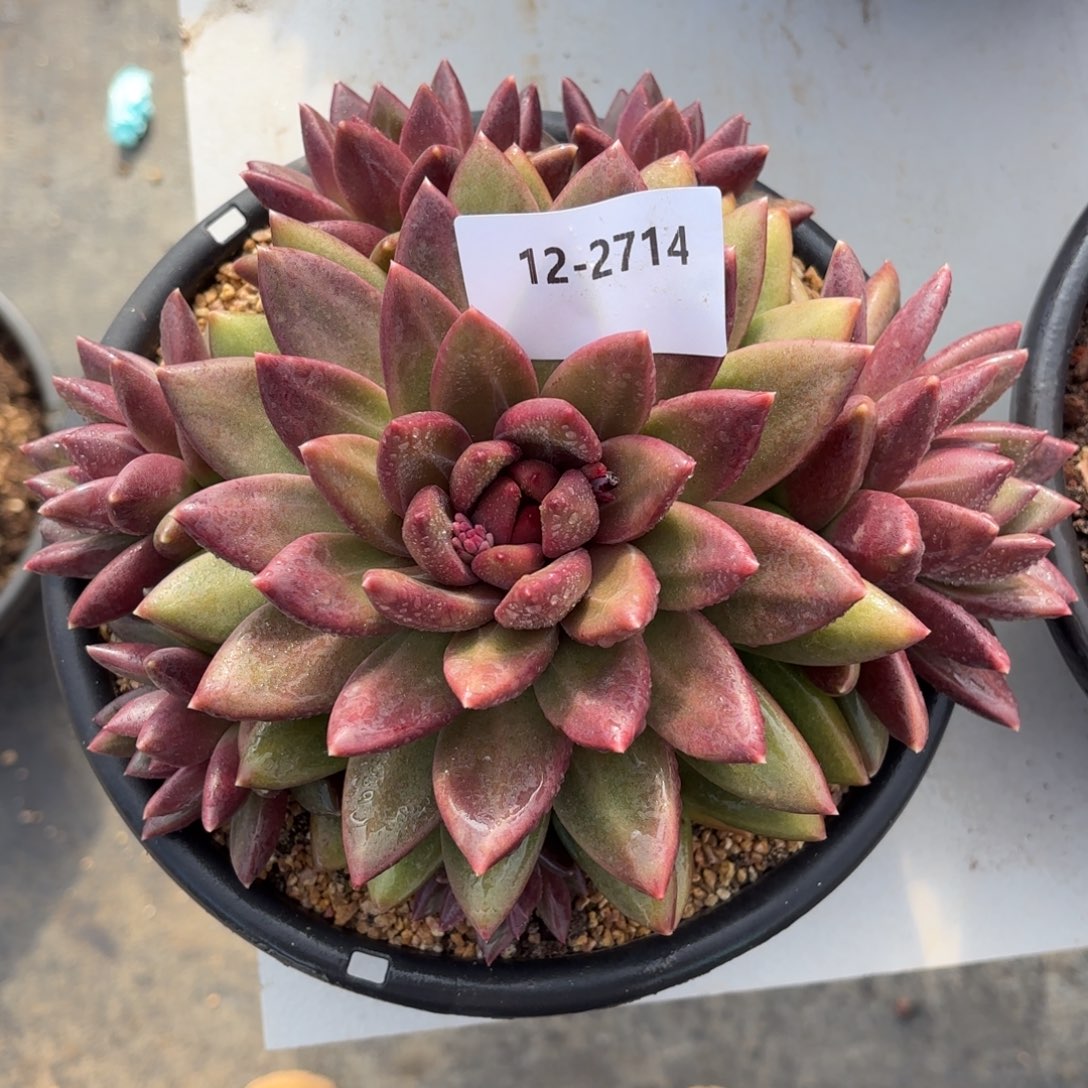 2714迷雾泡泡群多肉植物