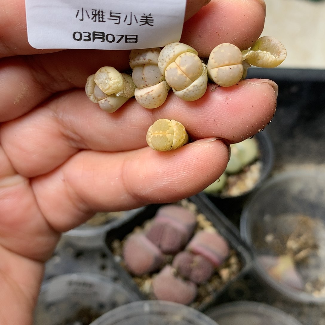 E571多肉植物保护研究所