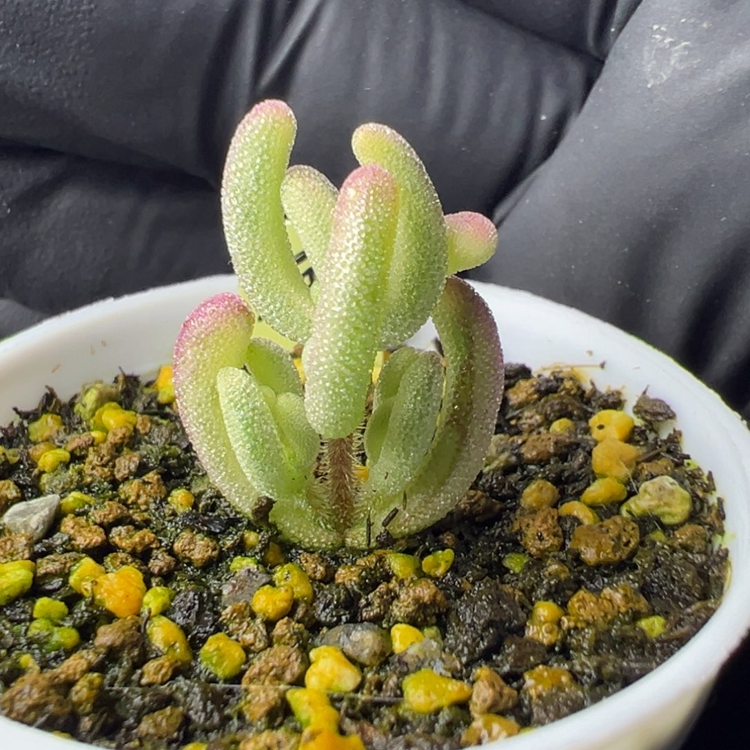 多肉植物枝干紫闪光