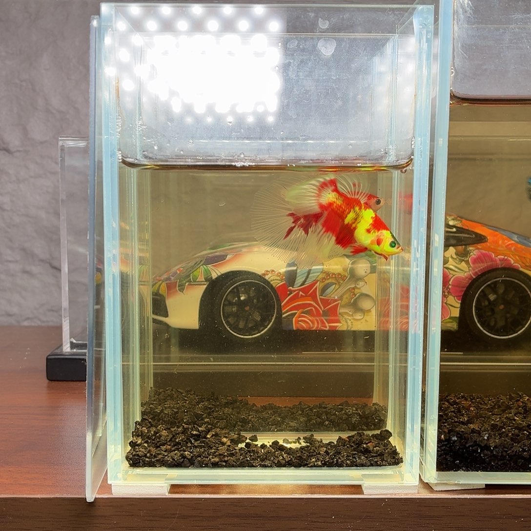 斗鱼红魔荧光公鱼