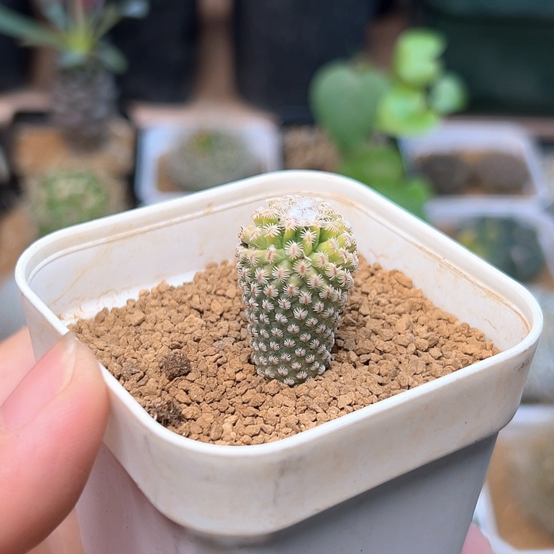 实生海胆锦一颗一颗