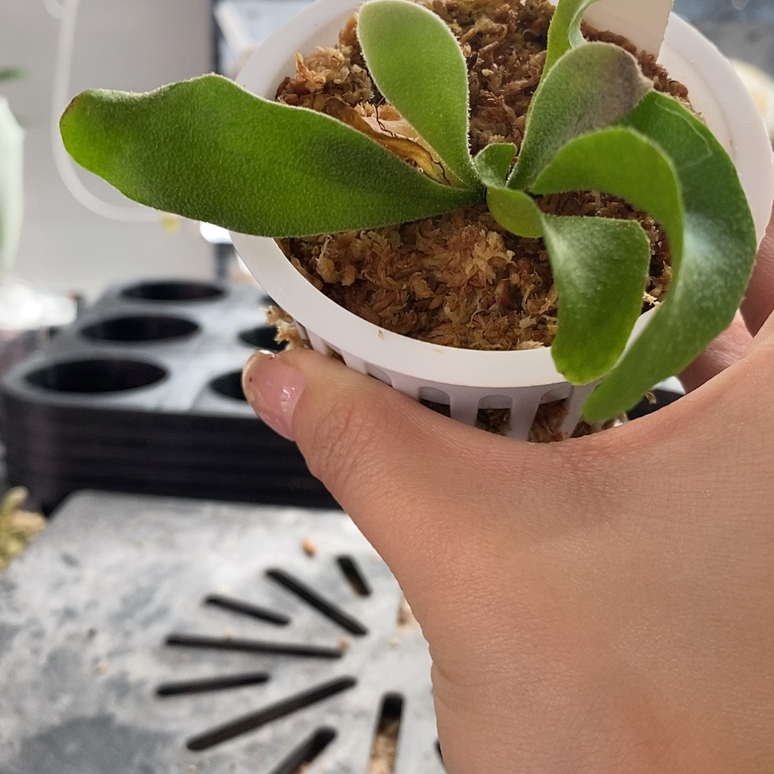 无花朵白蝙蝠鹿角蕨