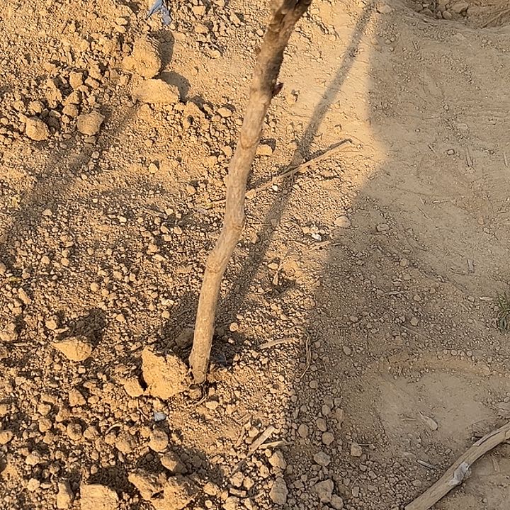 完全开放魏紫中颗