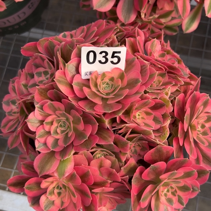 035女巫23厘米左右