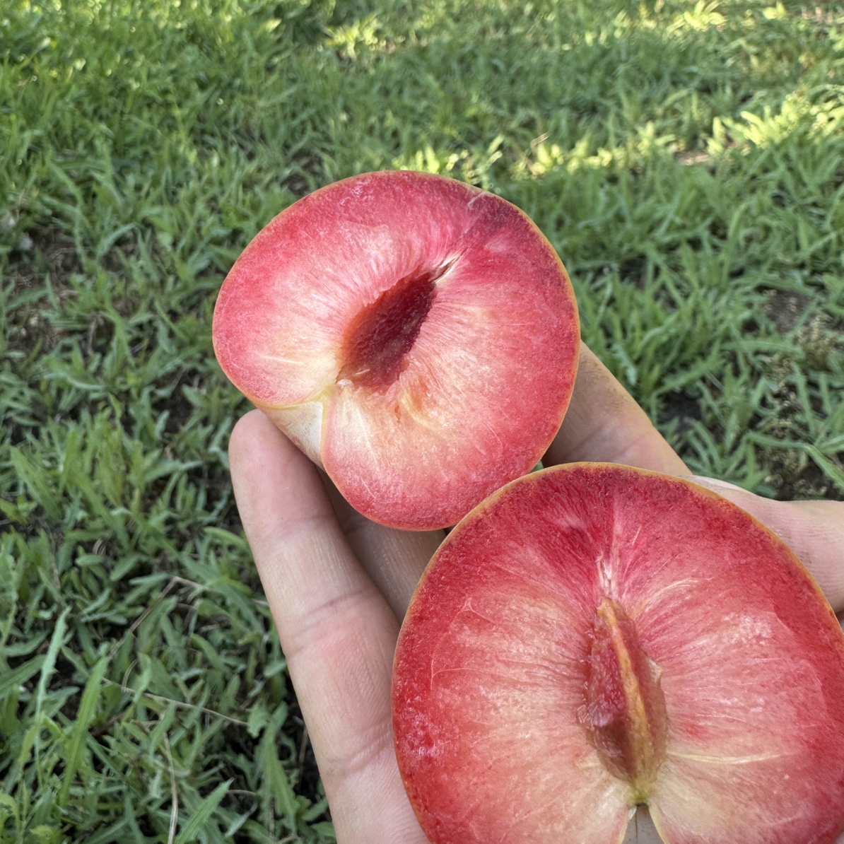 新疆新鲜水果酸甜皮薄恐龙蛋