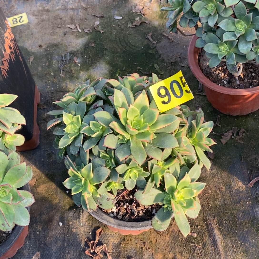 艳日辉多肉法师905