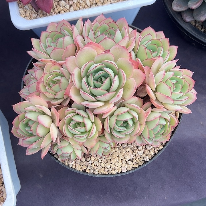 牡丹亭朵朵多肉植物