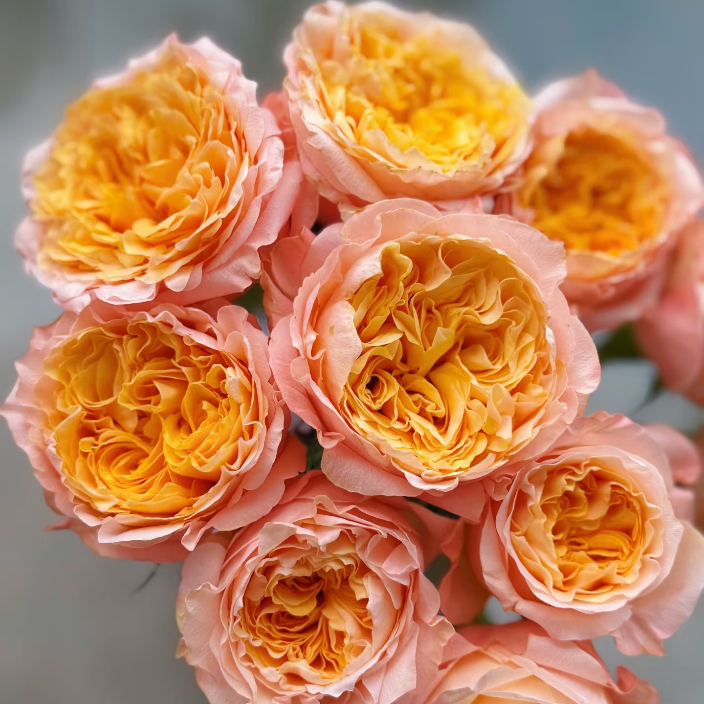 【入梦】全场鲜花任意满两单送草配草三单送玻璃花瓶拒收不售后