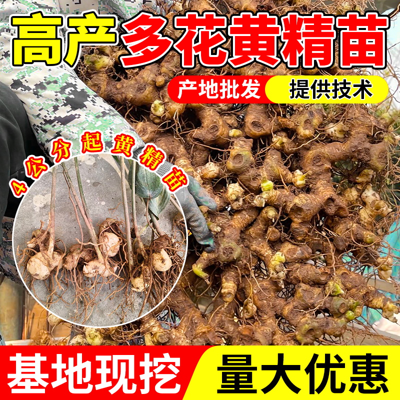 四川多花姜型不倒苗黄精种苗六叶提供技术支持4公分起黄精苗