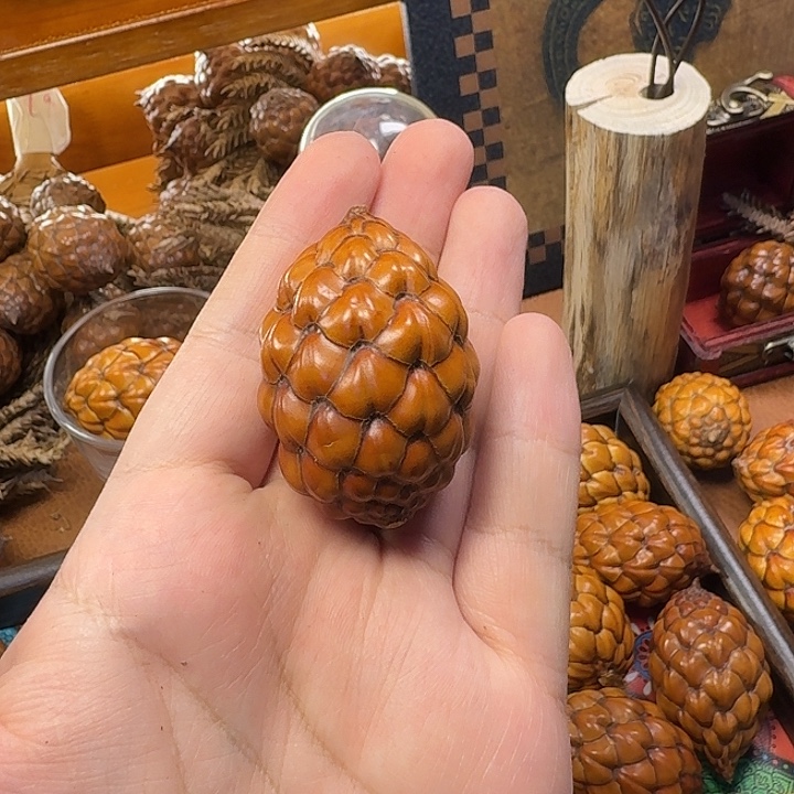 ༺***༻木定向88米专拍粉酒椰